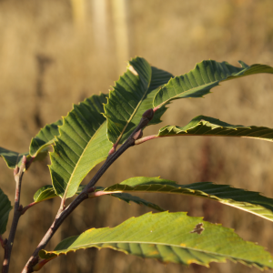Tree of the Month: Sweet Chestnut